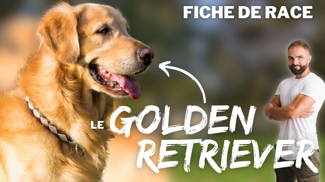 Race de chien Golden retriever : caractère, dressage, comportement, santé de ce chien de race...