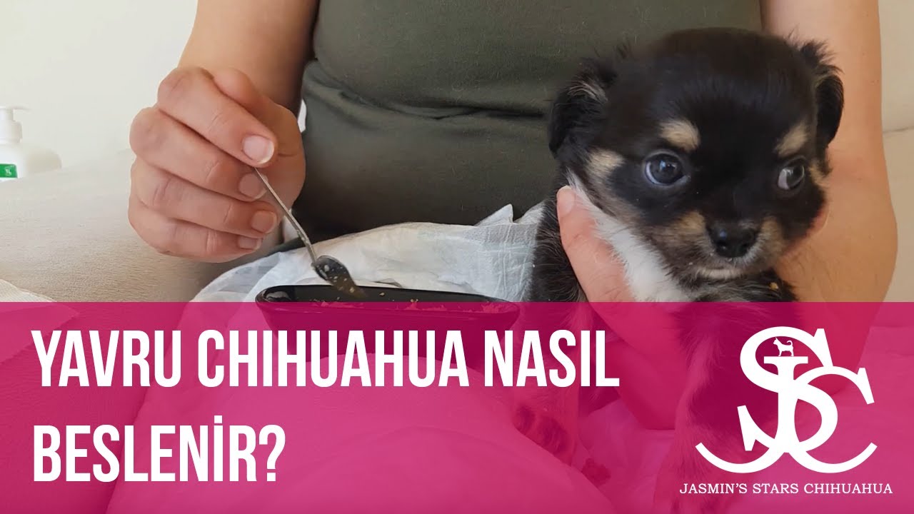 CHİHUAHUA YAVRU BESLEME - JASMİN'S STARS CHİHUAHUA 🐶🐕