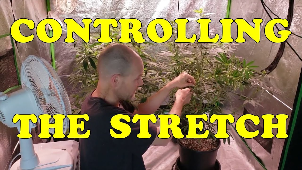 Controlling The Height Of Cannabis Plants As They Stretch