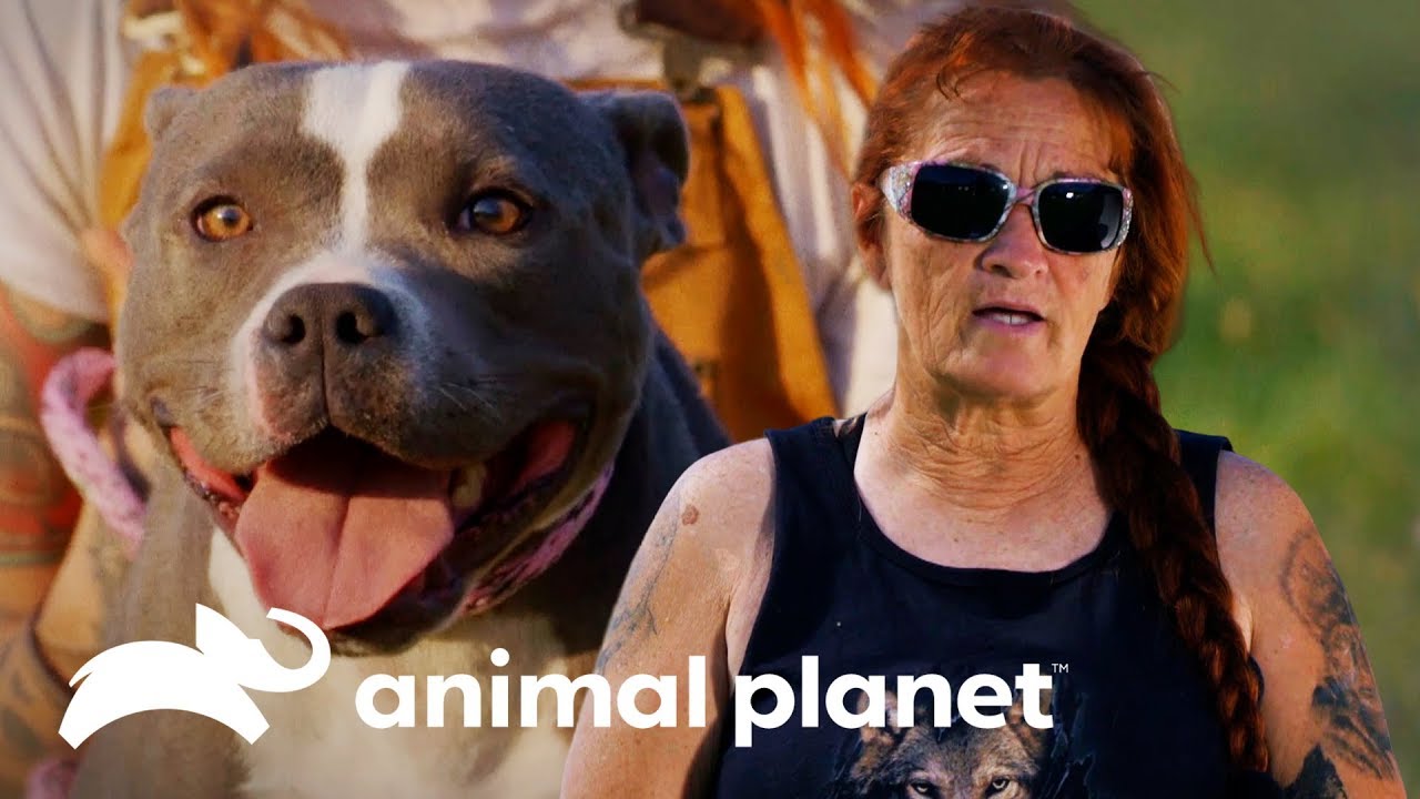 Buscando un cachorro en adopción | Pit Bulls y Convictos | Animal Planet