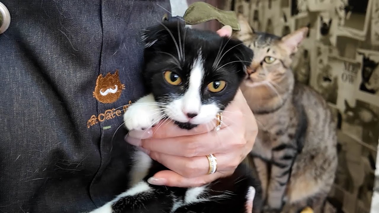 【猫カフェmfmf】個性派大集合！折れ耳やアイライン、モフモフ、可愛い子猫どうしましょう！