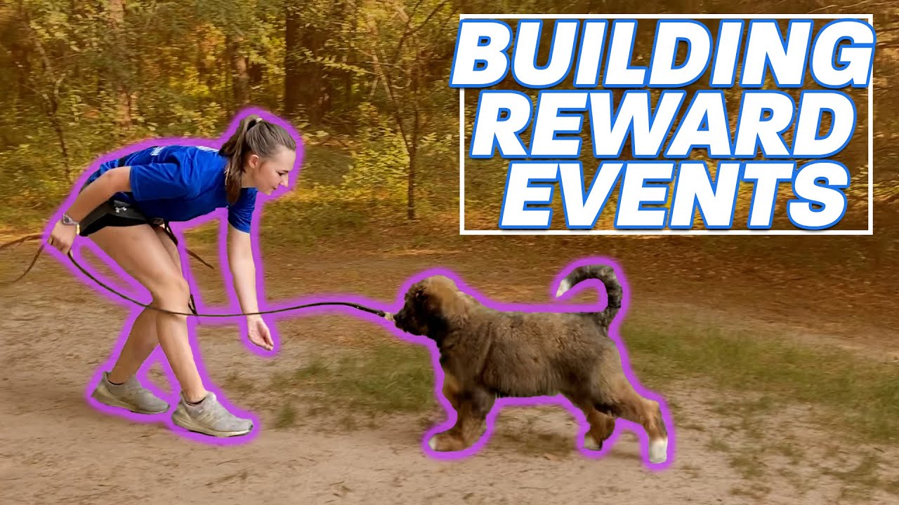 What Is Reward Events in Dog Training?