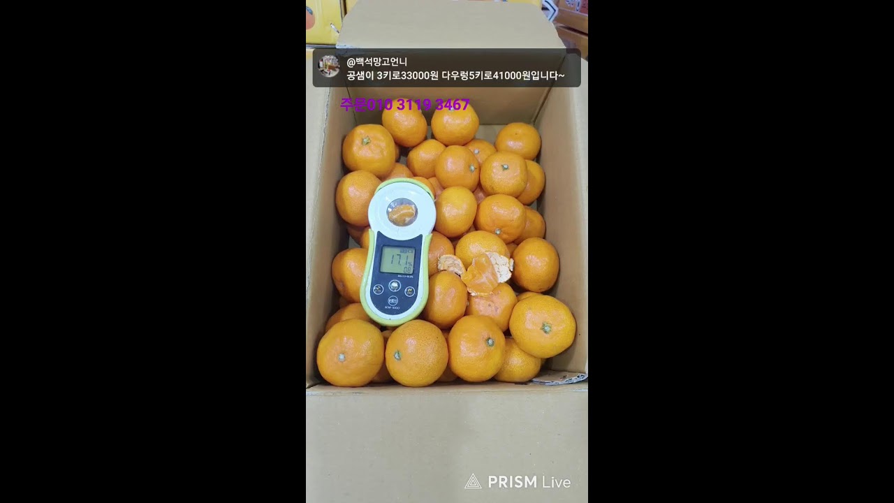 효돈타이벡 // 공샘이타이벡귤/짭짜리팔아용