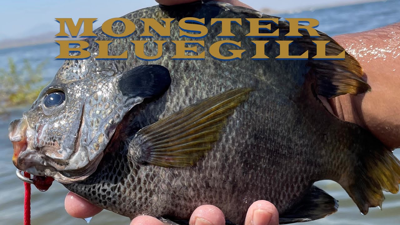 MONSTER Coppernose BLUEGILL Lake Perris, CA