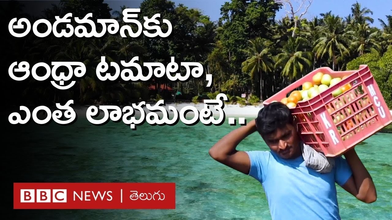 అండమాన్‌కు వెళ్తున్న అన్నమయ్య జిల్లా టమాటా, లీజుకు తీసుకున్న పొలంలో రైతు లాభాల పంట | BBC Telugu