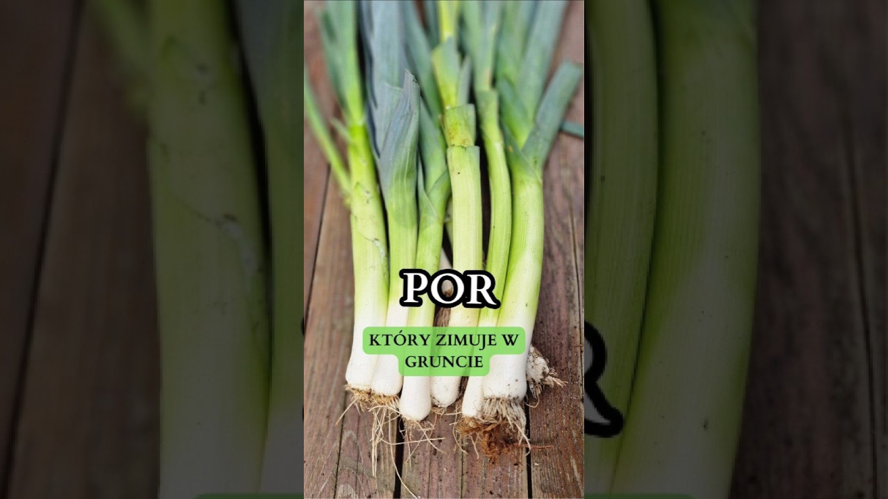 POR &ndash; jak uzyskać długie i grube łodygi? #por #warzywa #ogr&oacute;d #luty #zima #garden  #vegetables