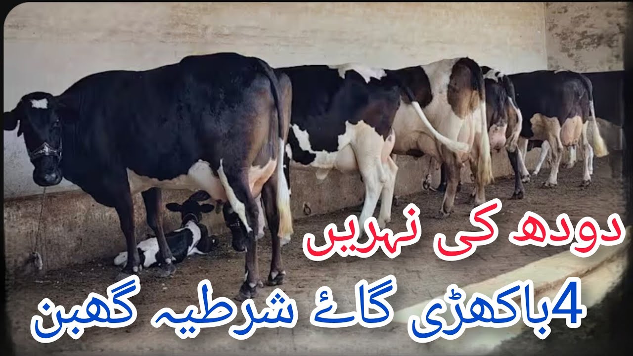 فریزین کراس باکھڑی 4گاۓ برائے فروخت ان پاکستان اینڈ یوٹیوب 7/3/2026#03055692351 