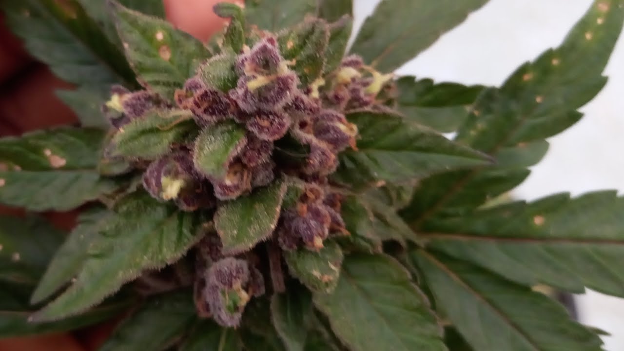 2023 outdoor Jamaican cannabis Garden Tour update please watch
