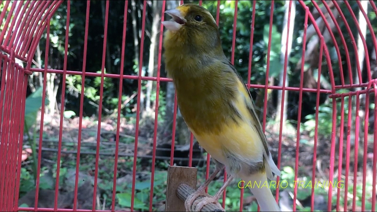 Canto Contínuo Para Canário Belga em Ambiente Doméstico - canario belga vai cantar muito