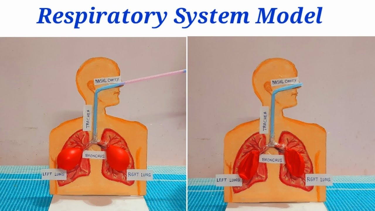 Respiratory System Working Model | Lungs Model with balloons | Respiratory System Science Project