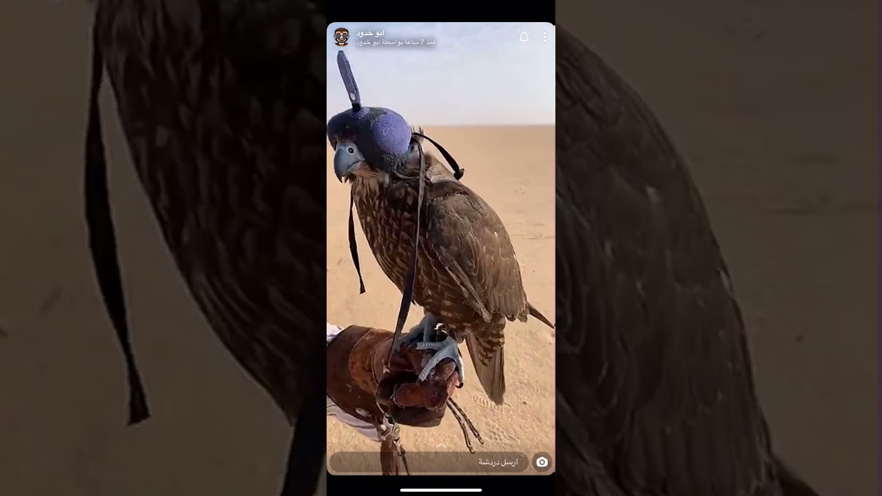 سنابات ابو خدود(ردة فعله على صيد الشيهانه😍)