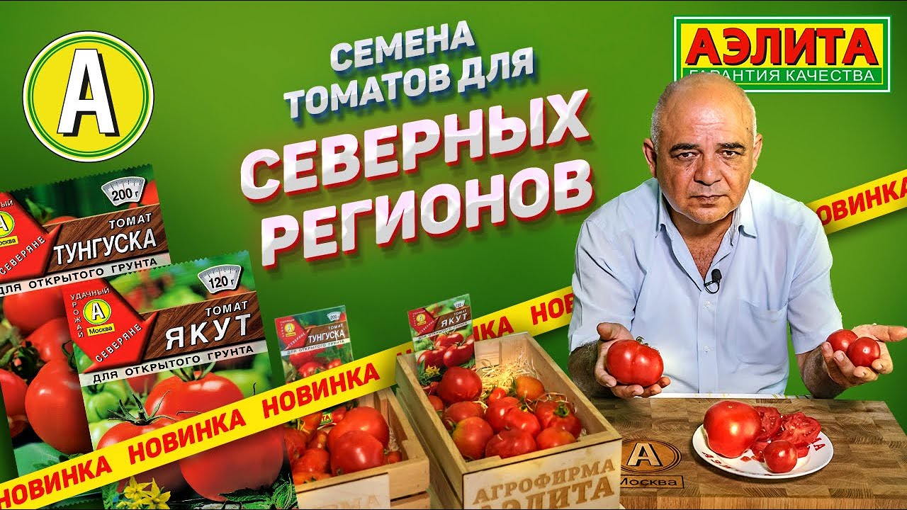 Новые Сорта Томатов – СЕРИЯ СЕВЕРЯНЕ – Тунгуска и Якут