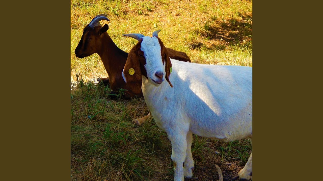 Goats in a Meadow: Relaxing Countryside Sounds