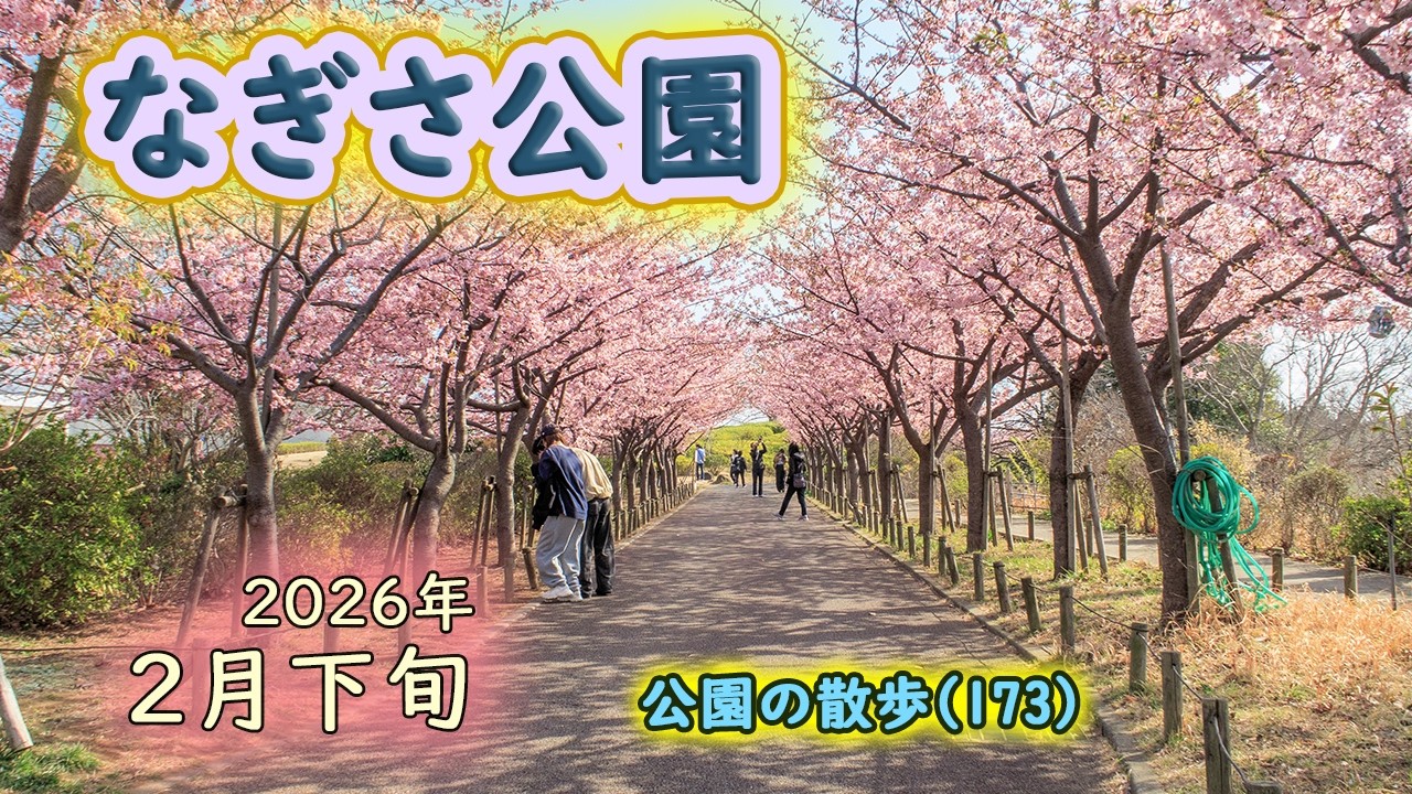 なぎさ公園の河津桜　２月下旬　2026年