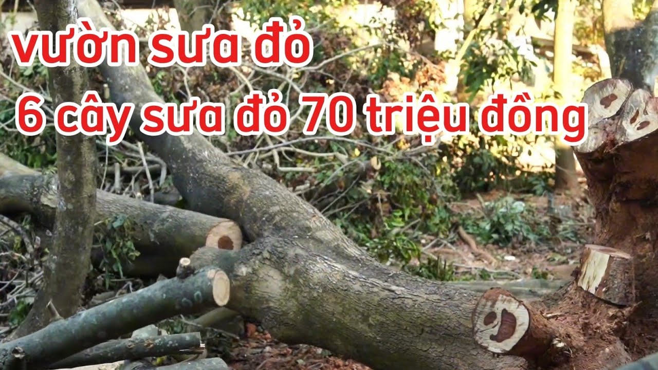 MUA VƯỜN SƯA ĐỎ 6 CÂY 70 TRIỆU ĐỒNG 
