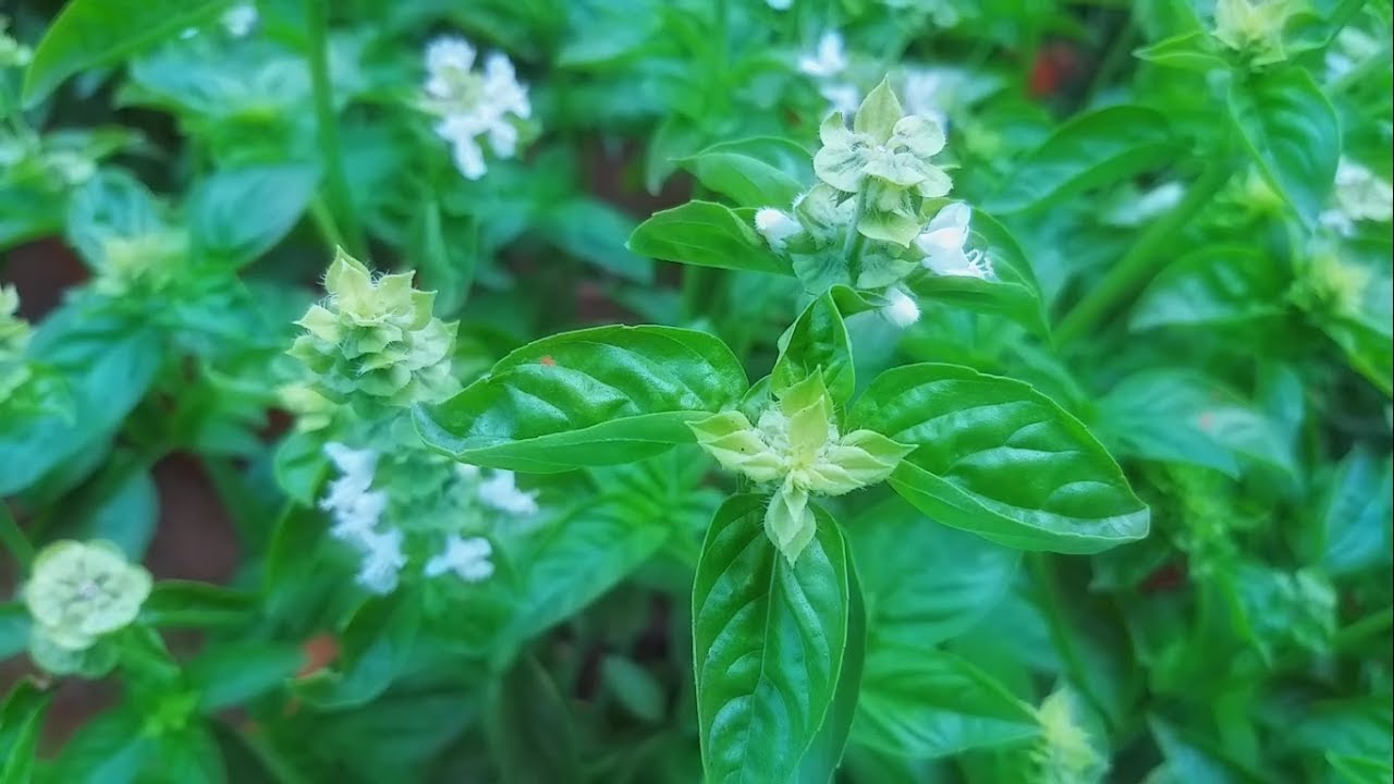 Mumbai Flower Show and Plant Exhibition 2019 - Part 2