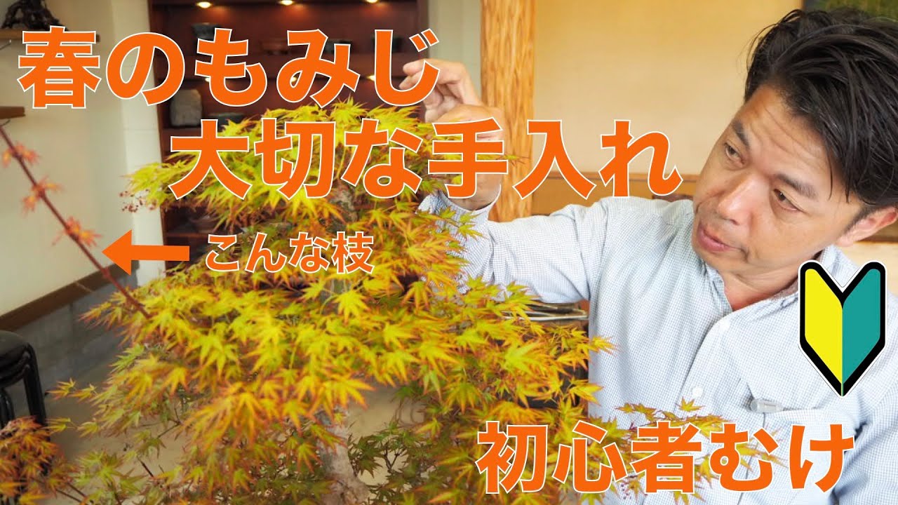 もみじの剪定と整形 [盆栽・初心者]