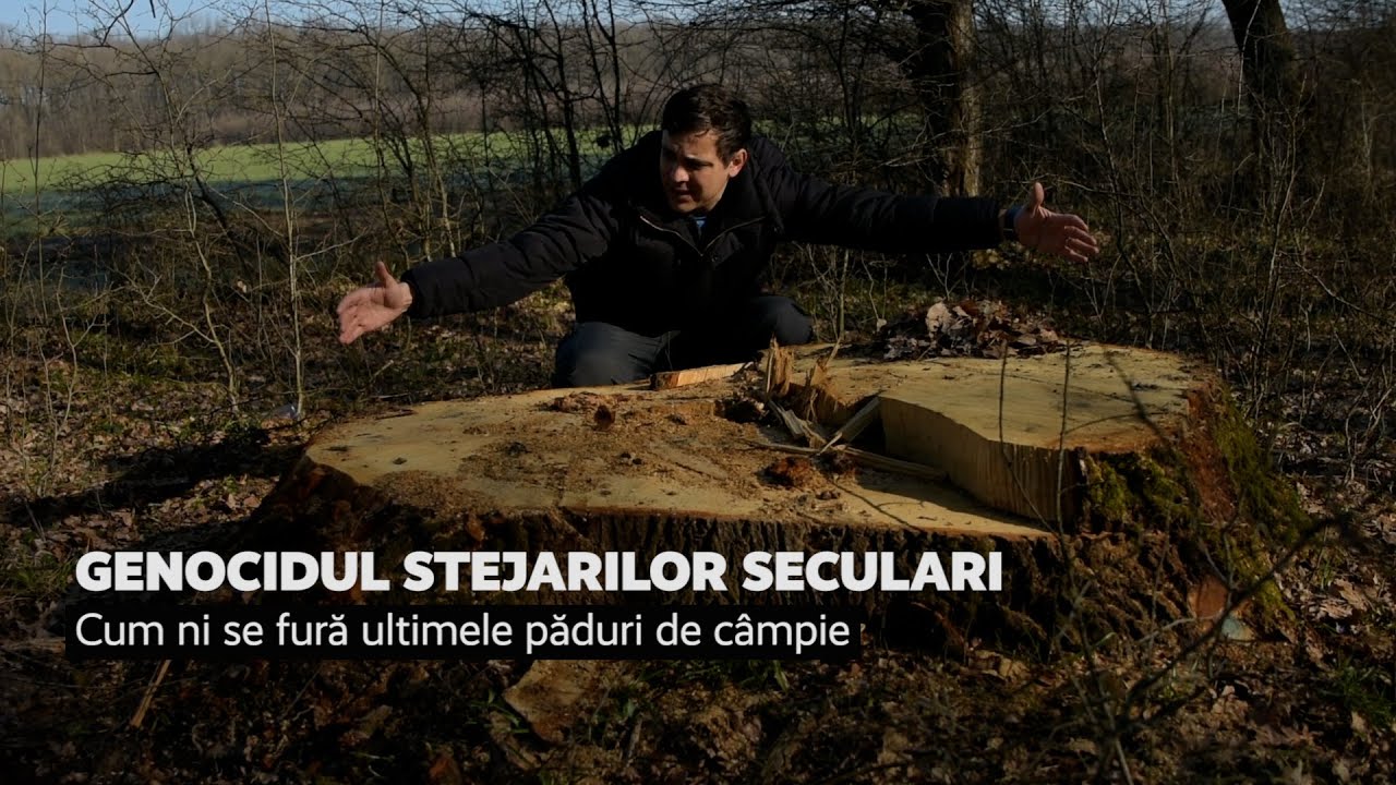 Genocidul stejarilor seculari: cum ni se fură ultimele păduri de câmpie