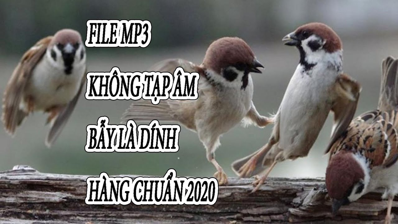 file mp3 tiếng chim sẻ mồi dùng chuẩn nhất 2026 không tiếng ồn bẫy là dính