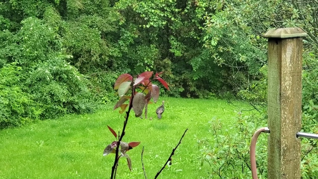 New Brood - Hen and chicks