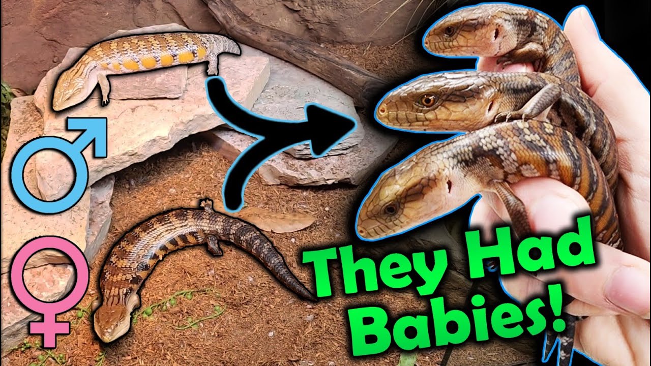 Our Blue-Tongued Skinks had SURPRISE BABIES in the Zoo!