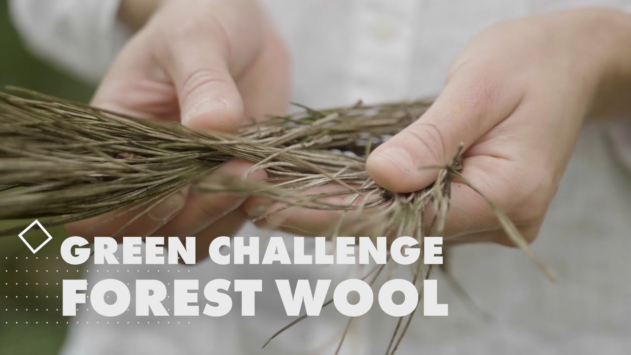Meet Postcode Lotteries Green Challenge nominee: Forest Wool