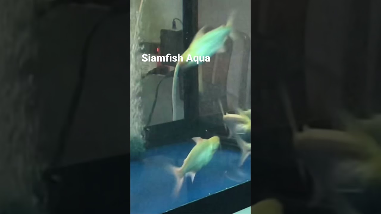 Platinum black ear catfish (Pangasius larnaudii)