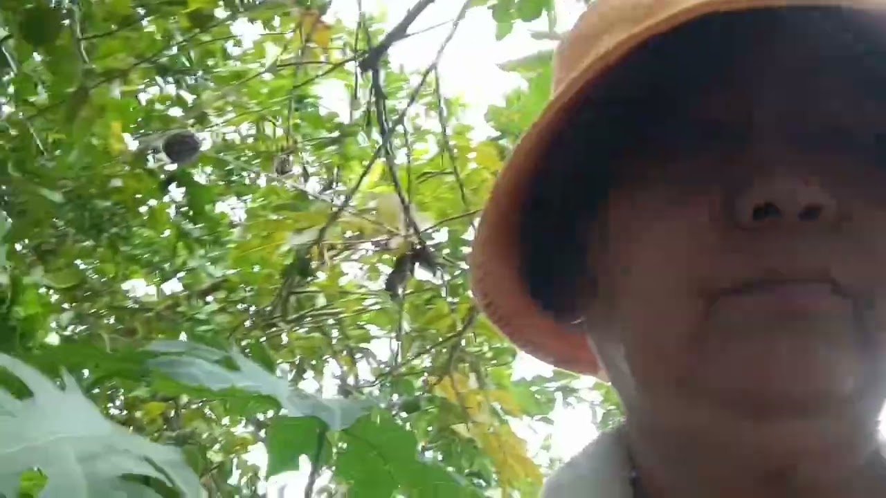 Harvesting cassava