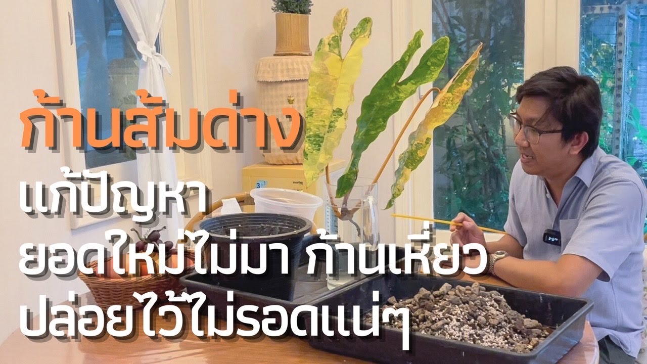 ก้านส้มด่าง | แก้ปัญหา | ยอดใหม่ไม่มา | ก้านใบเริ่มเหี่ยว | ปล่อยไว้มีโอกาสตาย100% | EP.1