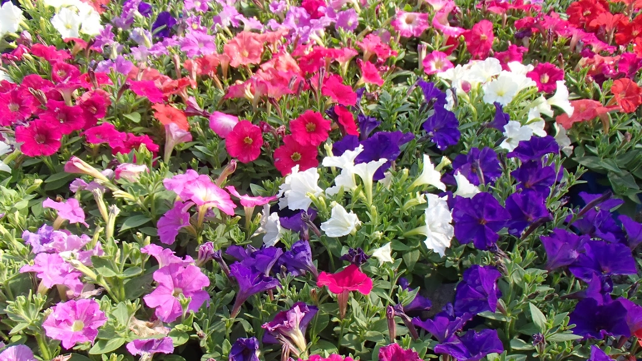 Ptasie gniazdo: Kos na żywo - Ogrodnictwo Tomanek