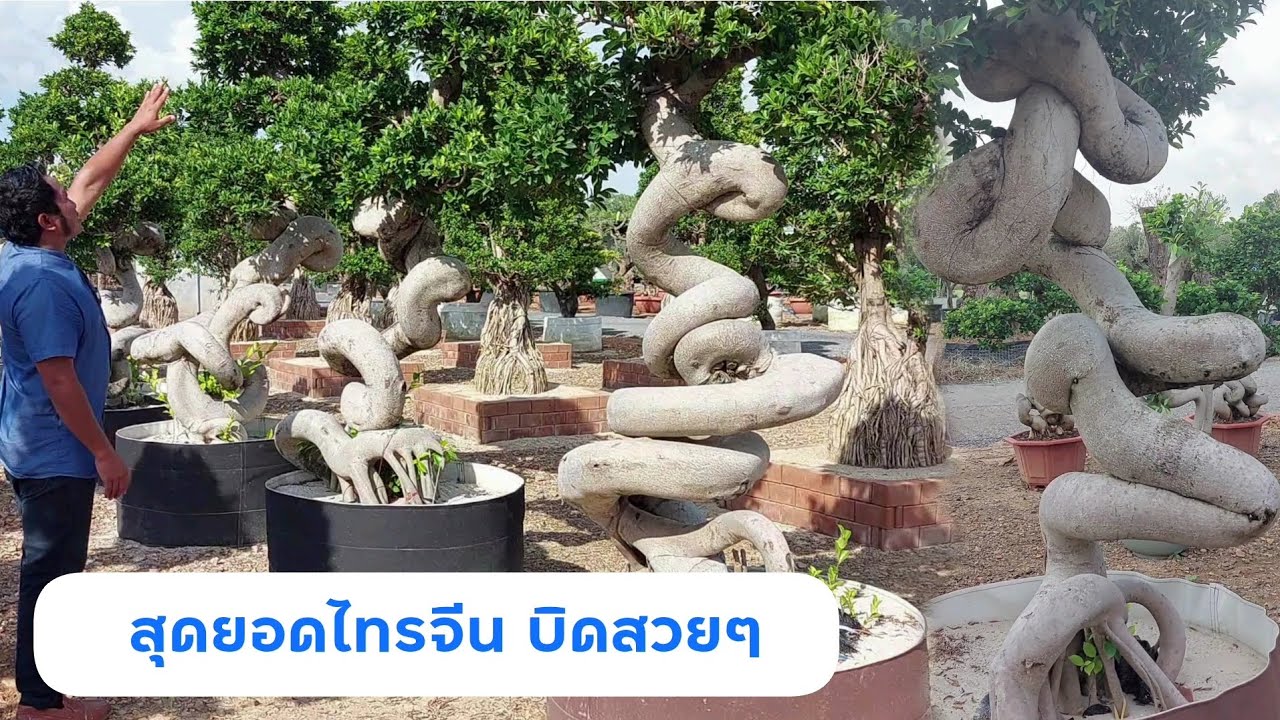 พึ่งเคยเห็น ไทรจีนบิดได้อลังการงานสร้าง ที่สวนต้นไม้นานาชาติ