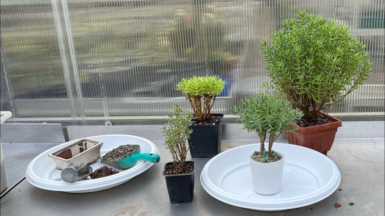 Бонсай из Крассулы Толстянки - Crassula tetragona обрезка, пересадка, уход и формирование