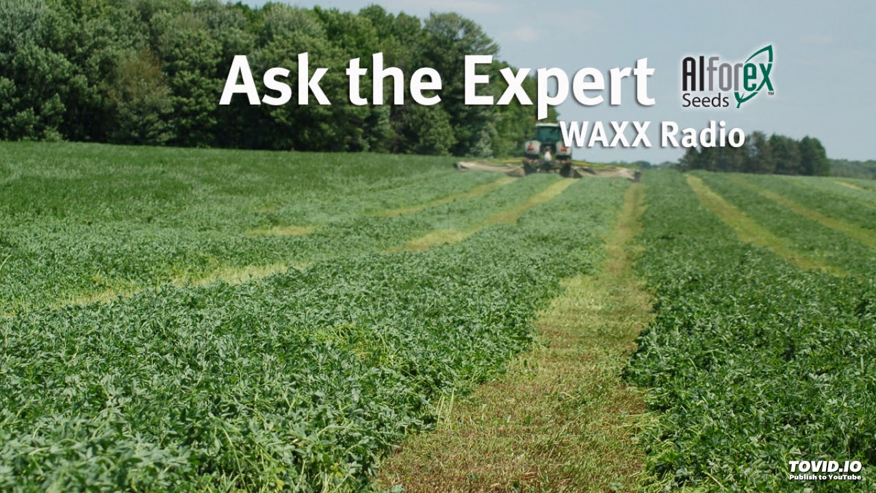 Ask The Alfalfa Expert - Raptor herbicide for alfalfa, 2/20/19