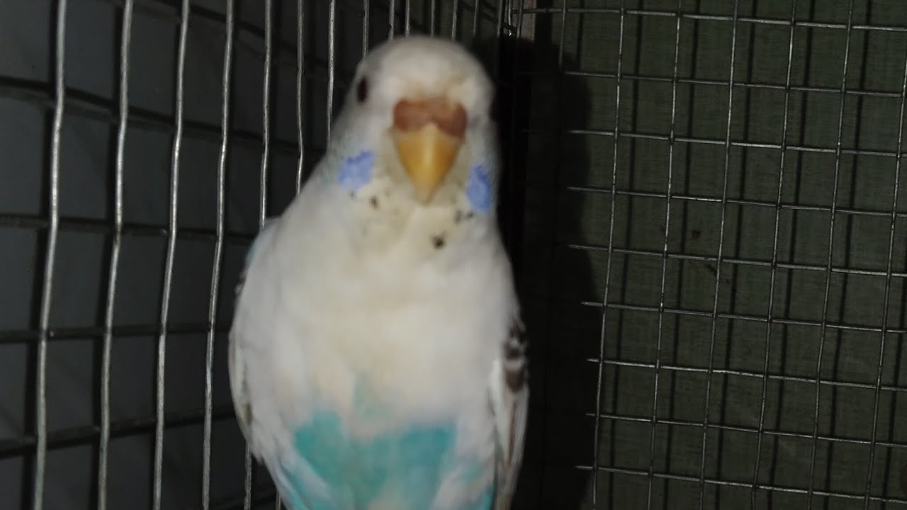 BUDGIE #LIVE #BIRDSWINGS #VIRAL