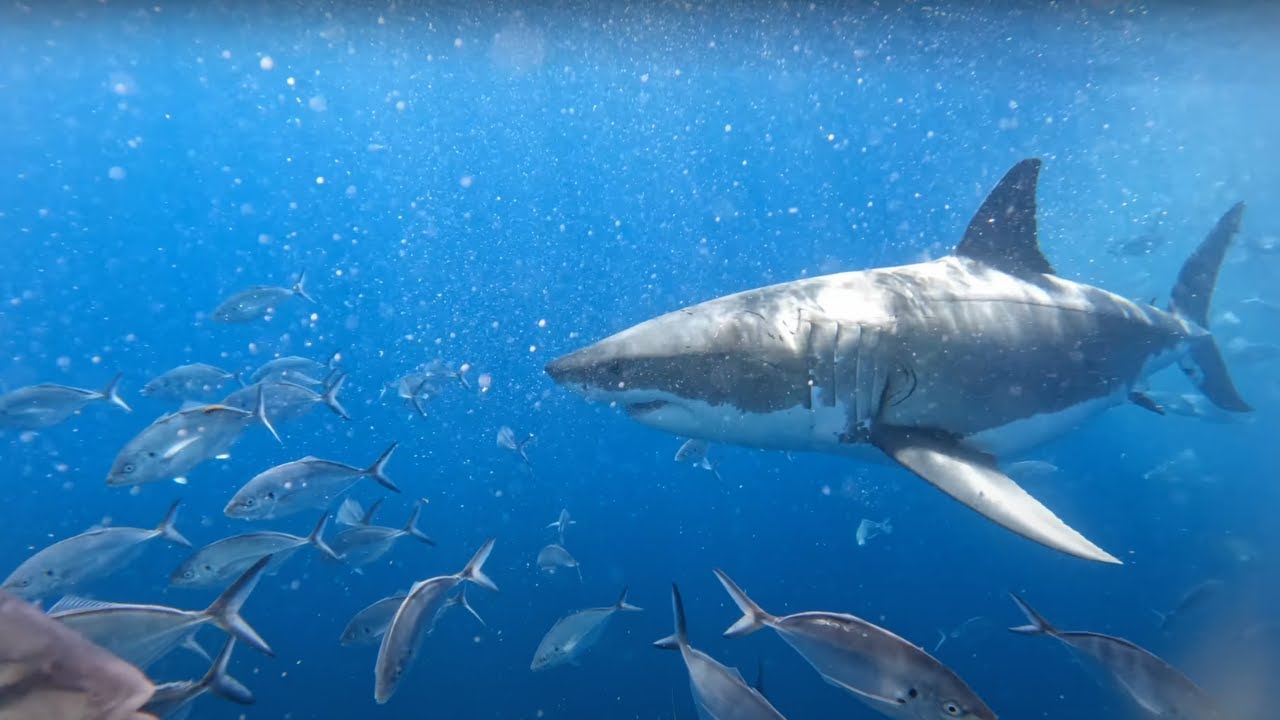 Diving with Great White Sharks in Port Lincoln!