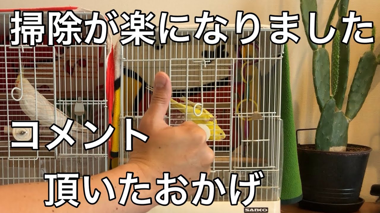 【視聴者の方のコメントに感謝】インコのケージを快適にしたら、もう一つの良いことがありました