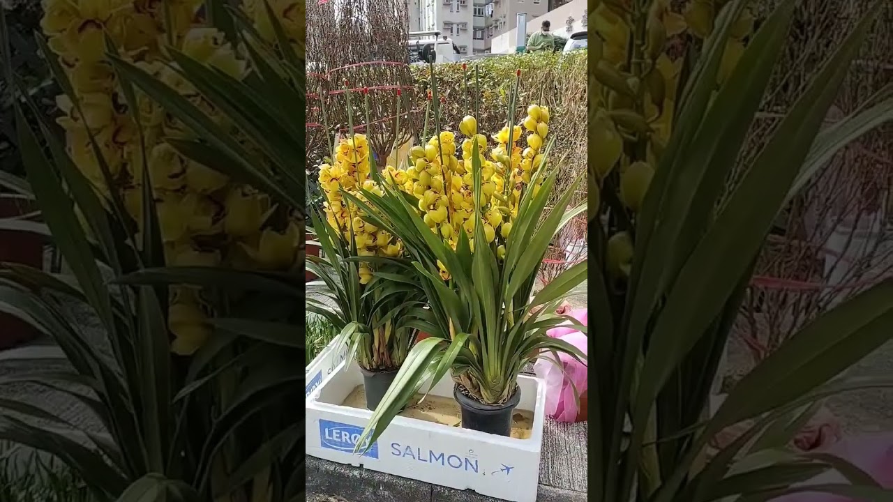 Cymbidium Orchid