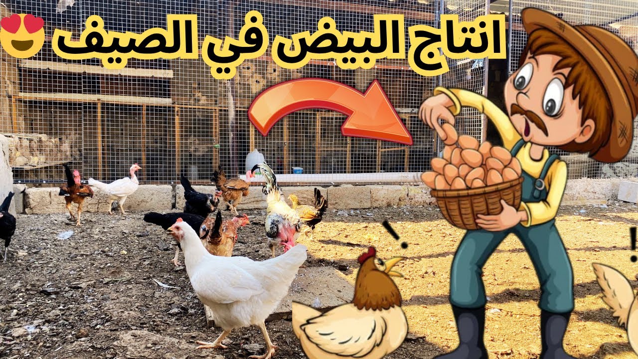 افضل انتاج للبيض في فصل الصيف 🐓😍 تفقيس جديد 🦆