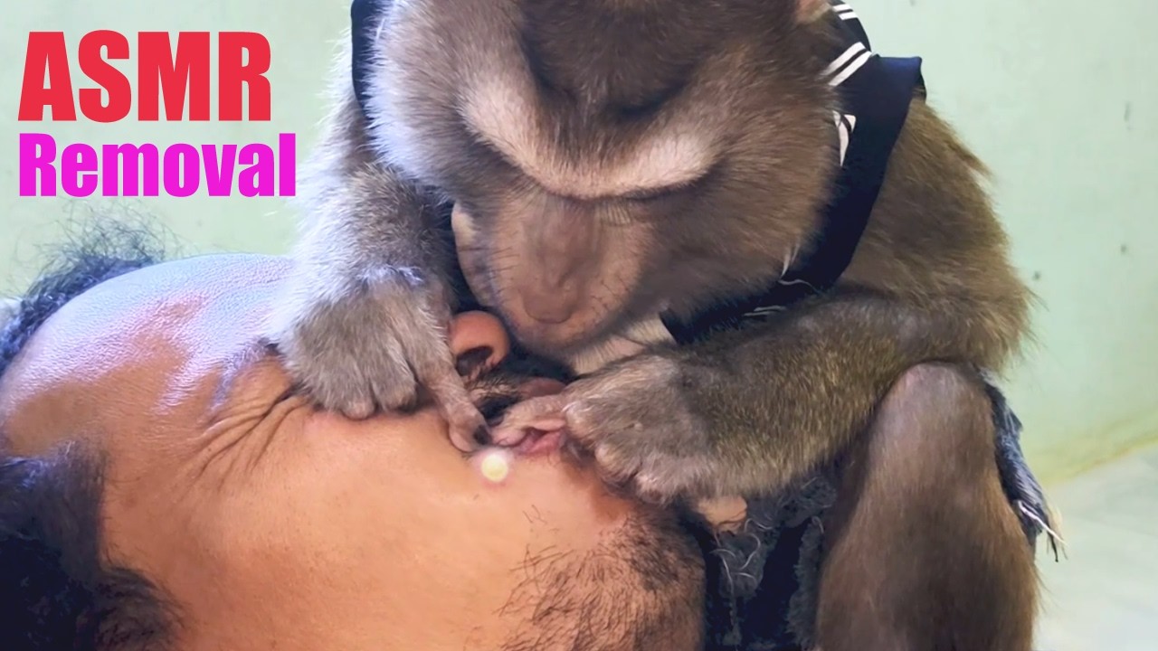 ASMR Calm Tingles Acne| Monkey Grooming Sounds For Deep Sleep Real Pure Tingles