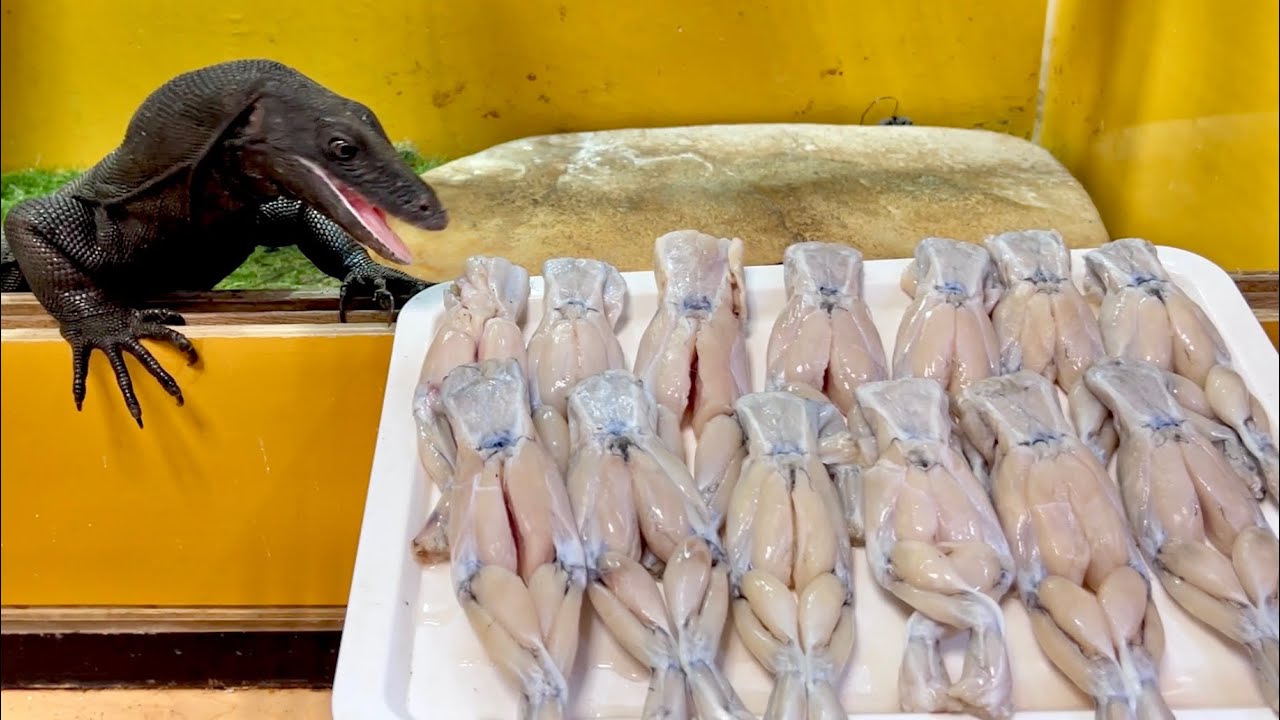 大量の食用ガエルをオオトカゲに見せると・・・