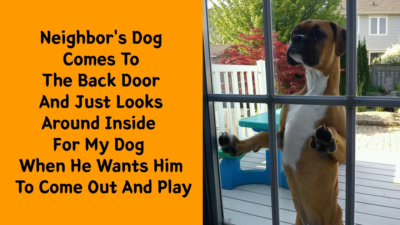 50 Boxer Dogs Being The Goofiest Pups On Earth