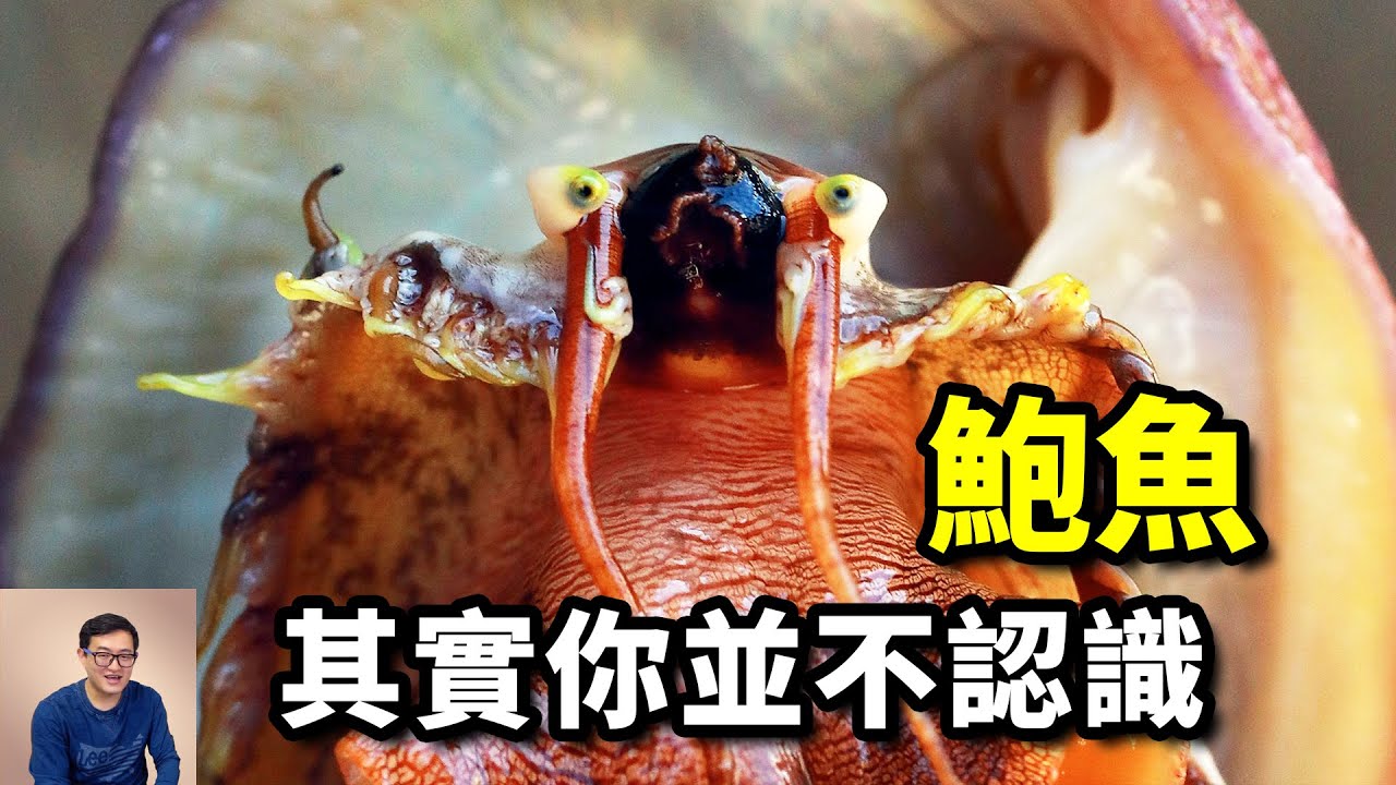 鮑魚你真的認識嗎？它能阻止海膽泛濫，又捲入了毒品貿易！你知道它腦袋長什麼樣嗎？【老肉雜談】#動物 #海鮮 #鮑魚 #美食 #海洋