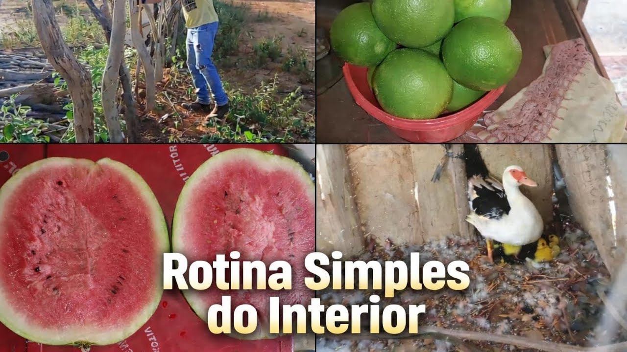 Ajeitando as cercas/almoço simples/os patinhos nasceram ☺️👏