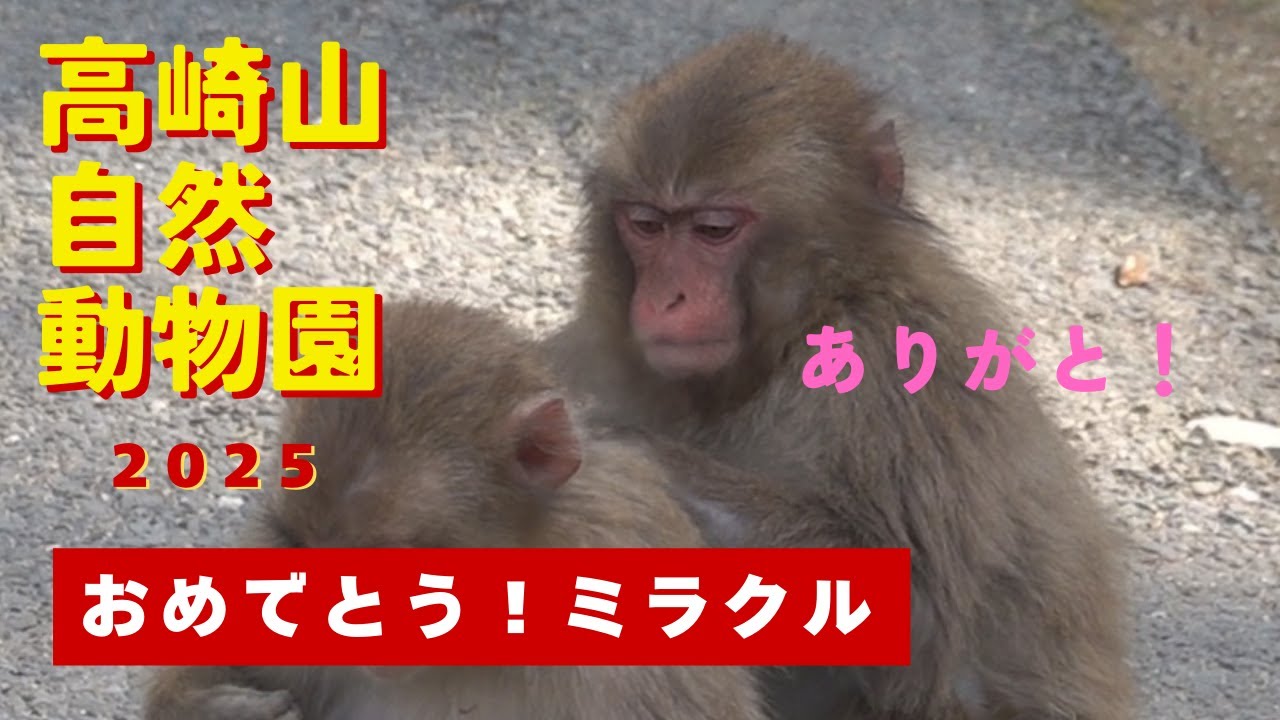 おめでとう！ ミラクル！2025 TNZ選抜総選挙堂々一位！！【モンキーパーク 高崎山自然動物園】