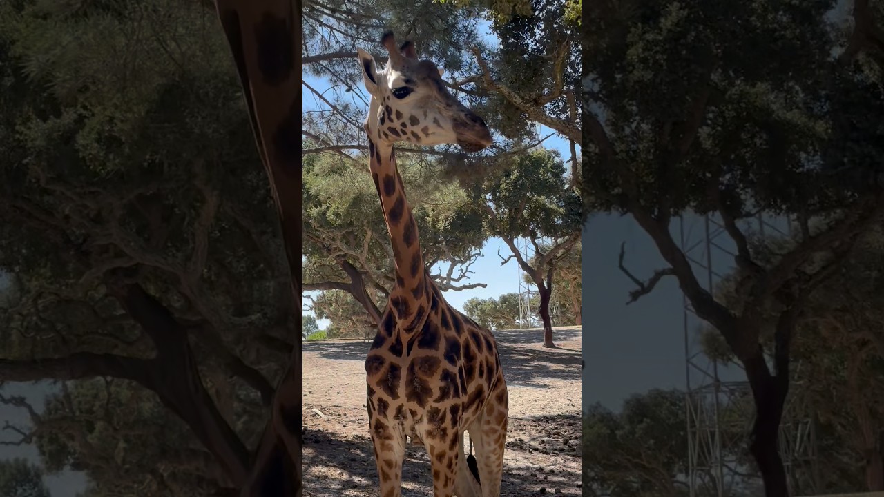 Badoca Safari Park 🦒