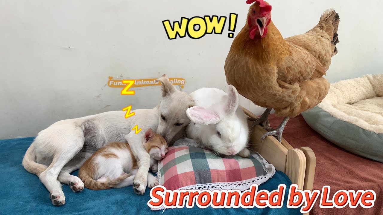 The puppy, the rabbit and the hen all want to take care of the kitten! The happiest kitten! So funny