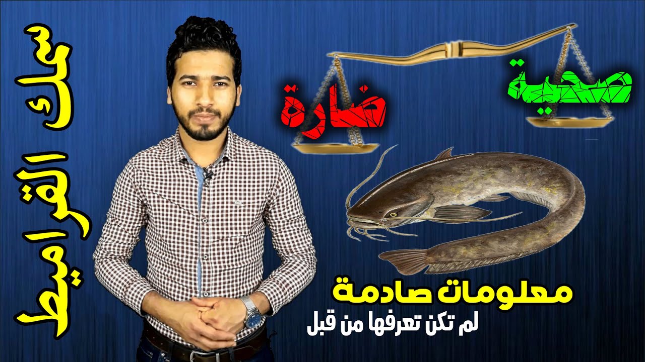 اهم فوائد واضرار سمك القراميط - السلور | نصائح مهمة قبل الشراء