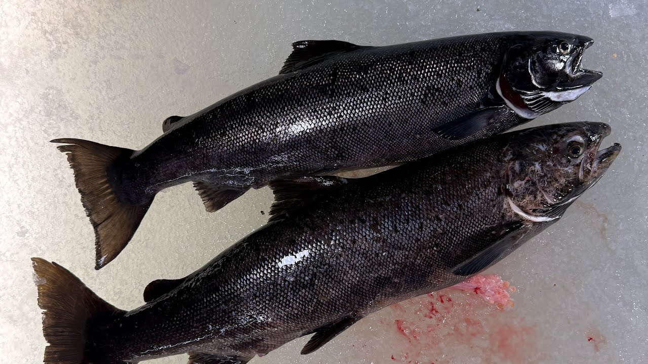 ICE FISHING ATLANTIC SALMON [DOUBLE UP!] #michiganfishing #atlanticsalmon #icefishing
