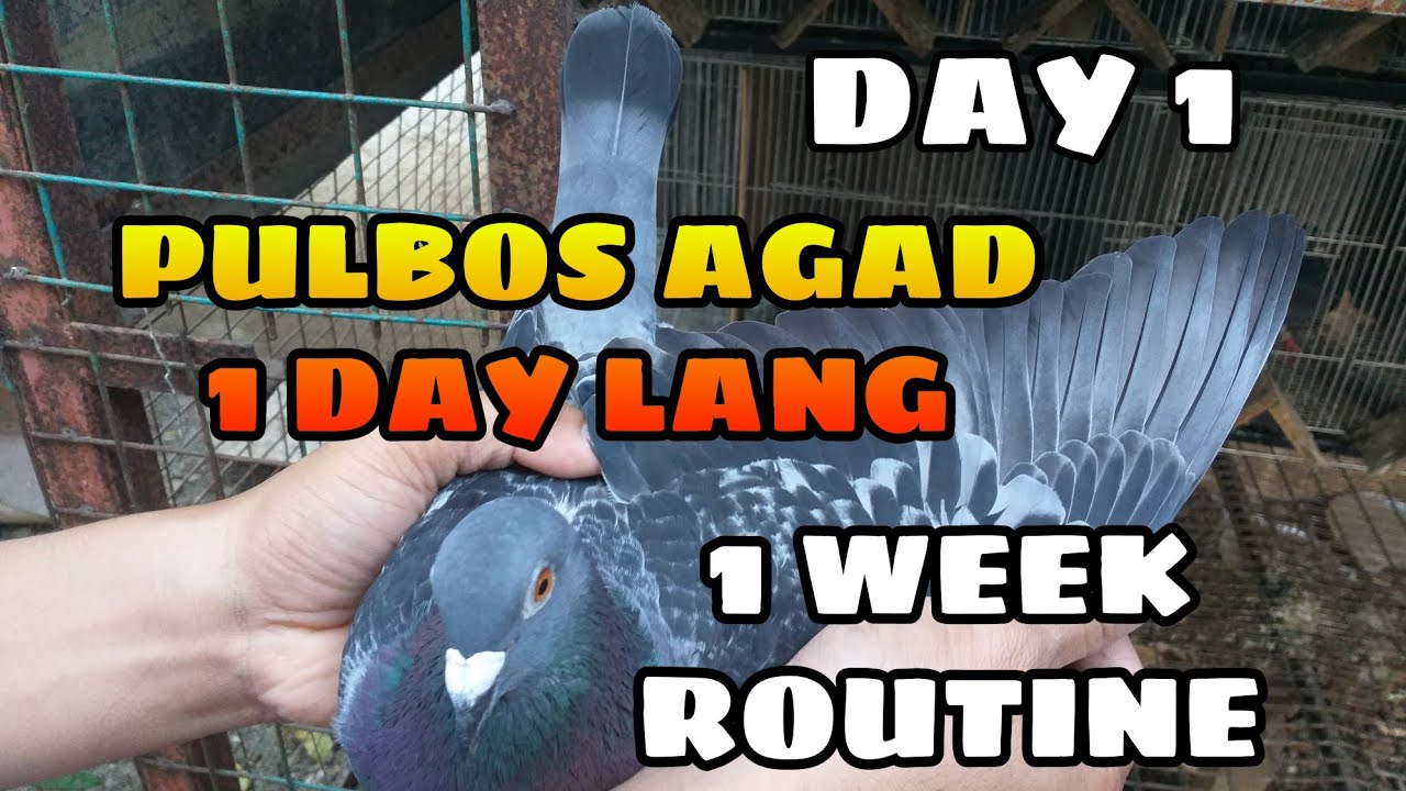 PAG KONDISYON SA KALAPATI | 1WEEK ROUTINE DAY 1 | BILIS MAGRECOVER NAMUMULBOS AGAD GALING DERBY RACE
