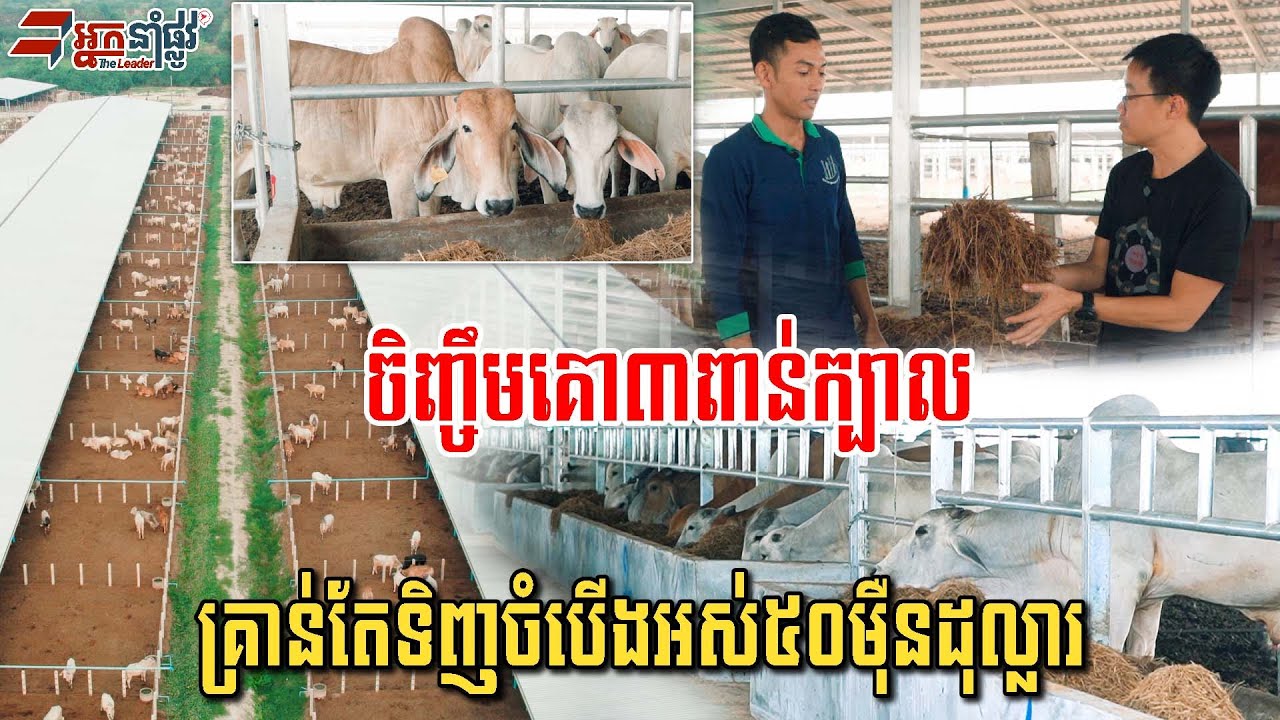 ទិញតែចំបើងឲ្យគោស៊ី១ឆ្នាំ៥០ម៉ឺនដុល្លារ ចិញ្ចឹមគោស្ដង់ដារវៀតណាមចាំទទួលទិញដៃ២